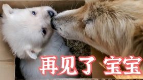 6bf85c8327d019129de538f833e049dcdfac3404.jpg@280w_158h_1c_100q.jpg