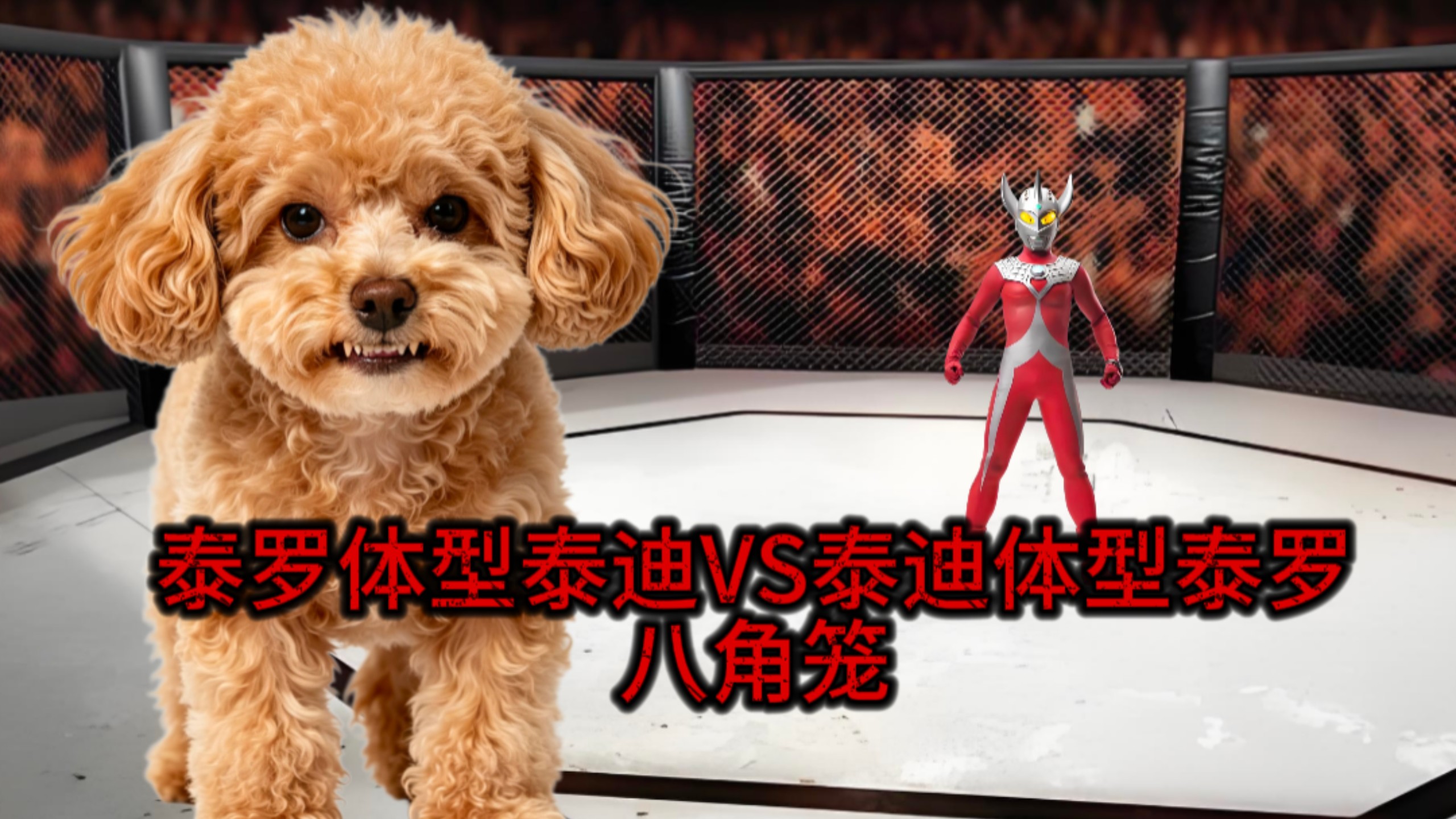 泰罗体型的泰迪和泰迪体型的泰罗打一场八角笼 他们几几开？
