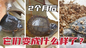6c05d9ef0617fe11a6c1af2a2bac65a76f2b0692.jpg@280w_158h_1c_100q.jpg