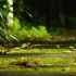 实拍视频-写意素材自然环境花草树木下雨特写