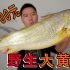 拍卖级别的超大野生大黄鱼，号称海中金条，破纪录试吃啊
