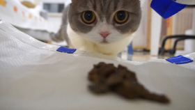 小猫老是叫 6c137623c701f74e0abf6e402963af2b43311c17.jpg@280w_158h_1c_100q.jpg