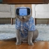 刺激！给喵星人带上VR眼镜，猫猫会有什么反应？不行了要被笑死了哈哈哈~@油兔不二字幕组