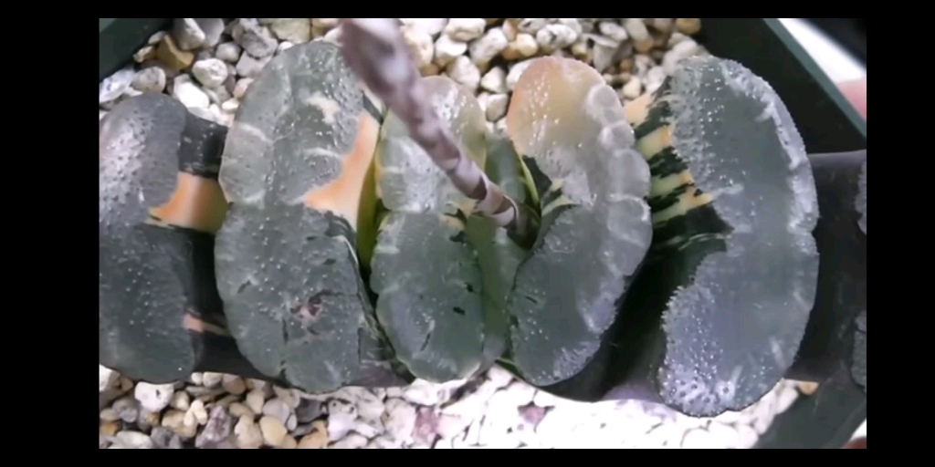 【Haworthia】181007玉扇锦植替え叶挿し!Haworthia replant breeding breeding哔哩哔哩bilibili