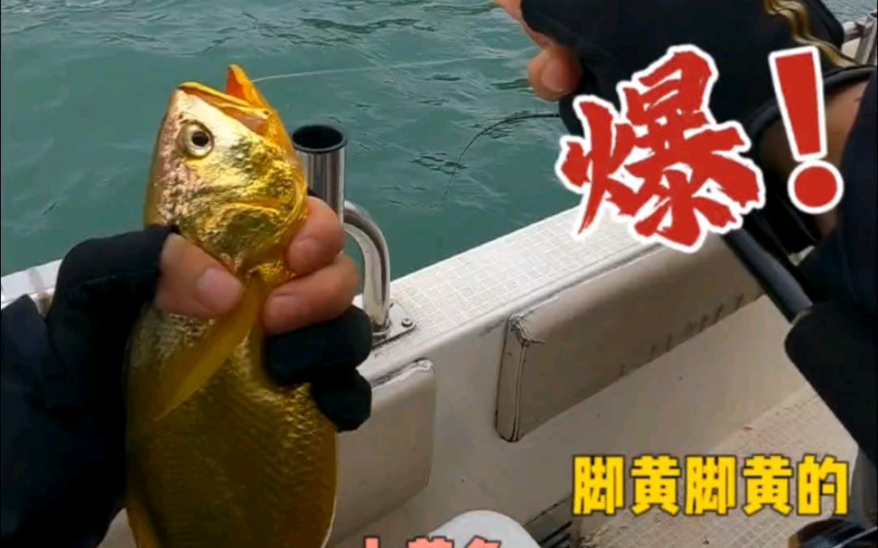东海野生大黄鱼，这两根“大金条”你们就说赞不赞吧！