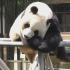 大熊猫星安-睡播