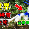 全世界最稀有的10种濒危动物！麒麟竟然真实存在，第一名全球只剩一只