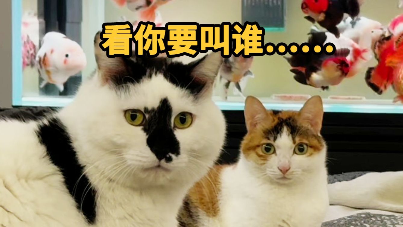 同时拥有两只高智商猫的弊端