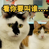 同时拥有两只高智商猫的弊端