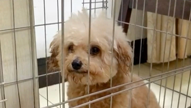 怎么教狗狗叫妈妈 6c61d9be4517f0b150949215a517086b20c51284.jpg@280w_158h_1c_100q.jpg