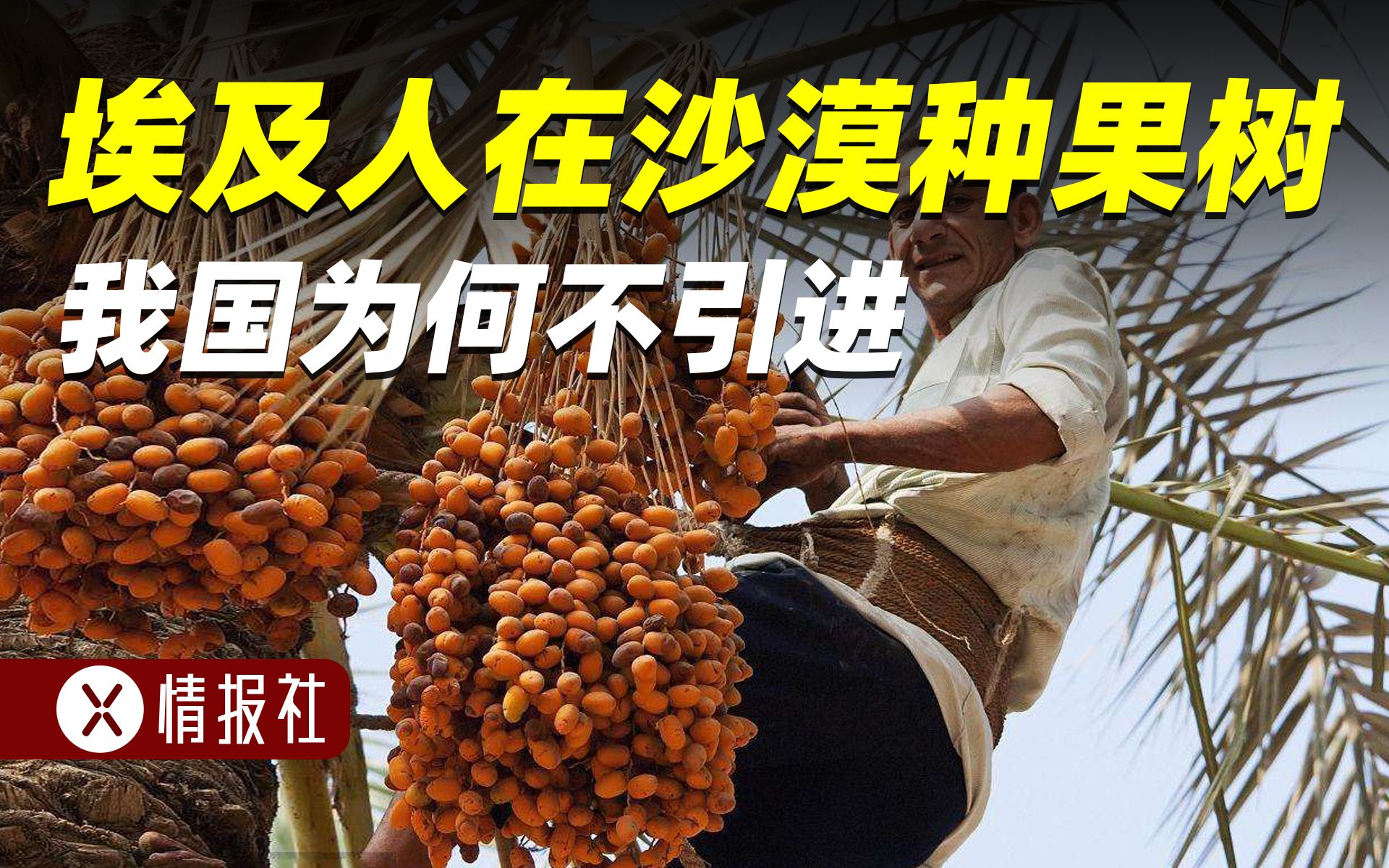 埃及人拿椰枣当绿色黄金，中国人为啥连碰都不碰？