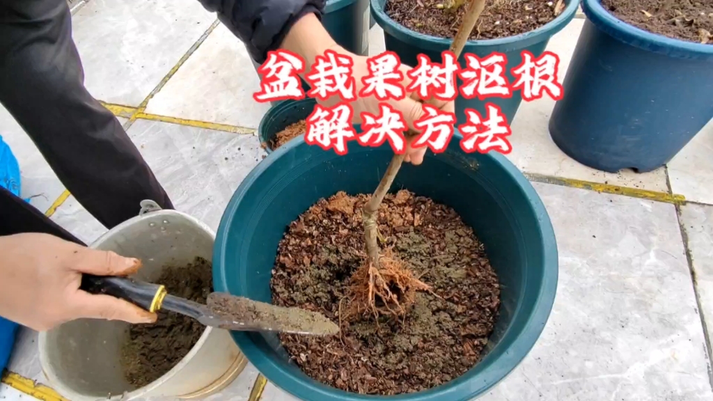 盆栽果树沤根怎么办？用沙子加2种生物菌，果树生根壮苗