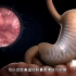 胶囊胃镜，把胃镜吃到肚子里，3D演示。。