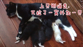 6c9f7868e2ddc78904e58cf7d780e917a548d412.jpg@280w_158h_1c_100q.jpg
