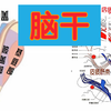 脑干解剖-基底/被盖/顶盖/脑神经核团简介