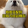 狗狗交配时，母狗为何会“惨叫”呢