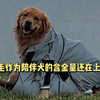 金毛作为陪伴犬的含金量还在上升