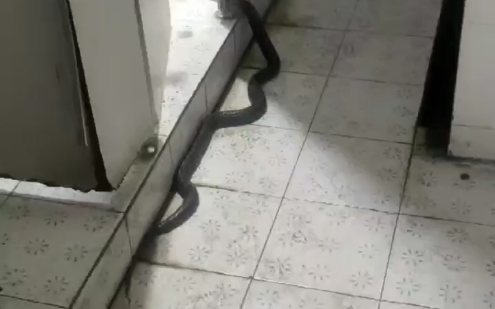 男厕所里来了条蛇