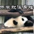 【大熊猫】团子们的开学综合征，哈哈太真实了