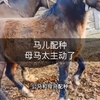 马儿配种，母马实在太主动了