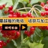 现代农业之——蔓越莓的栽培、收获与加工（老王讲糖系列视频）