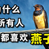 为什么燕子比麻雀更讨喜？ 泥巢虽然不是“燕窝”，却依然大有来头！燕子的疯狂真相