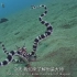 【动物王国】拟态章鱼（1080p）