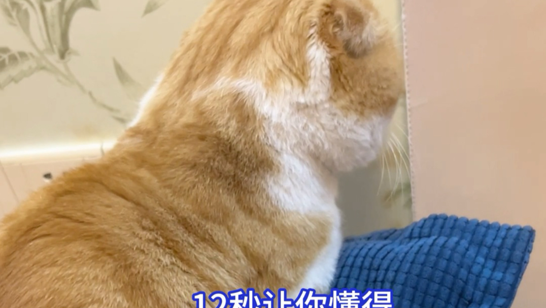 哈基宗日常