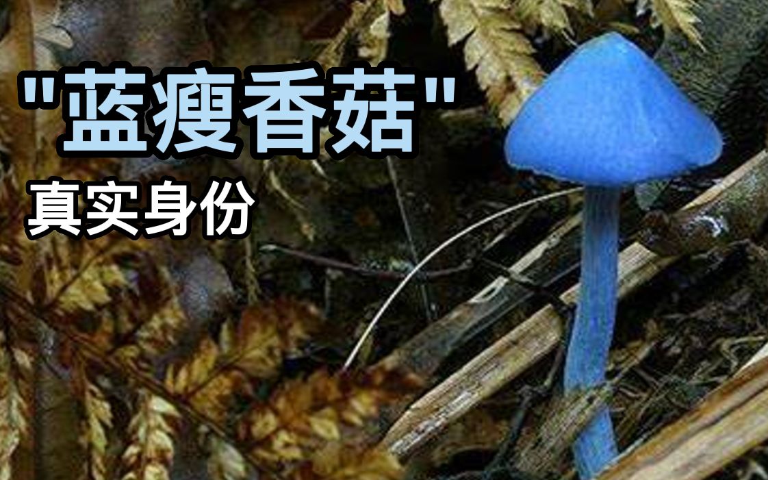 “蓝瘦香菇”真实存在，但可能有毒