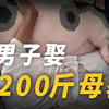 人兽交？泰国男子爱上200斤的母猪，每天同吃同睡，还渴望能生一个宝宝