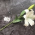 皱纹纸百合花视频1，花朵制作