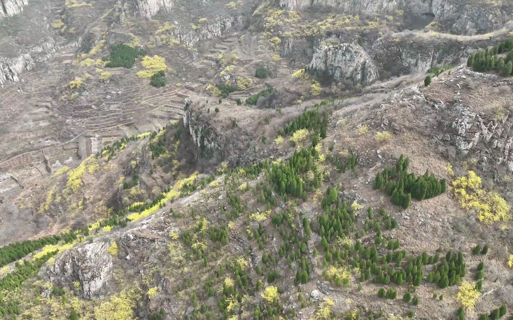 航拍济南稻池村,山谷中杏花洁白似雪,山坡上连翘花开漫山金黄