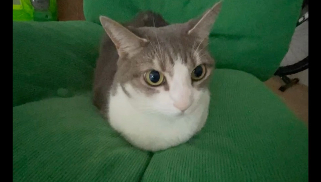 一只猫和她的绿岛