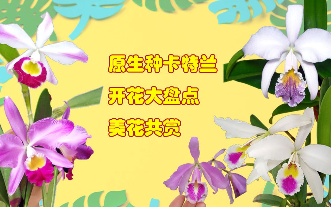 66家中开过花的原生种卡特兰大盘点美花共赏希望您喜欢