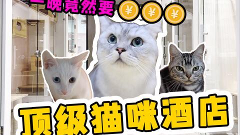 哪里有小猫咪出售 6ddea65ca8afc5bbf2f7cb2387fc4f7c2587c4bc.jpg@480w_270h_1c