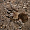 Aphonopelma sp "Michoacan"