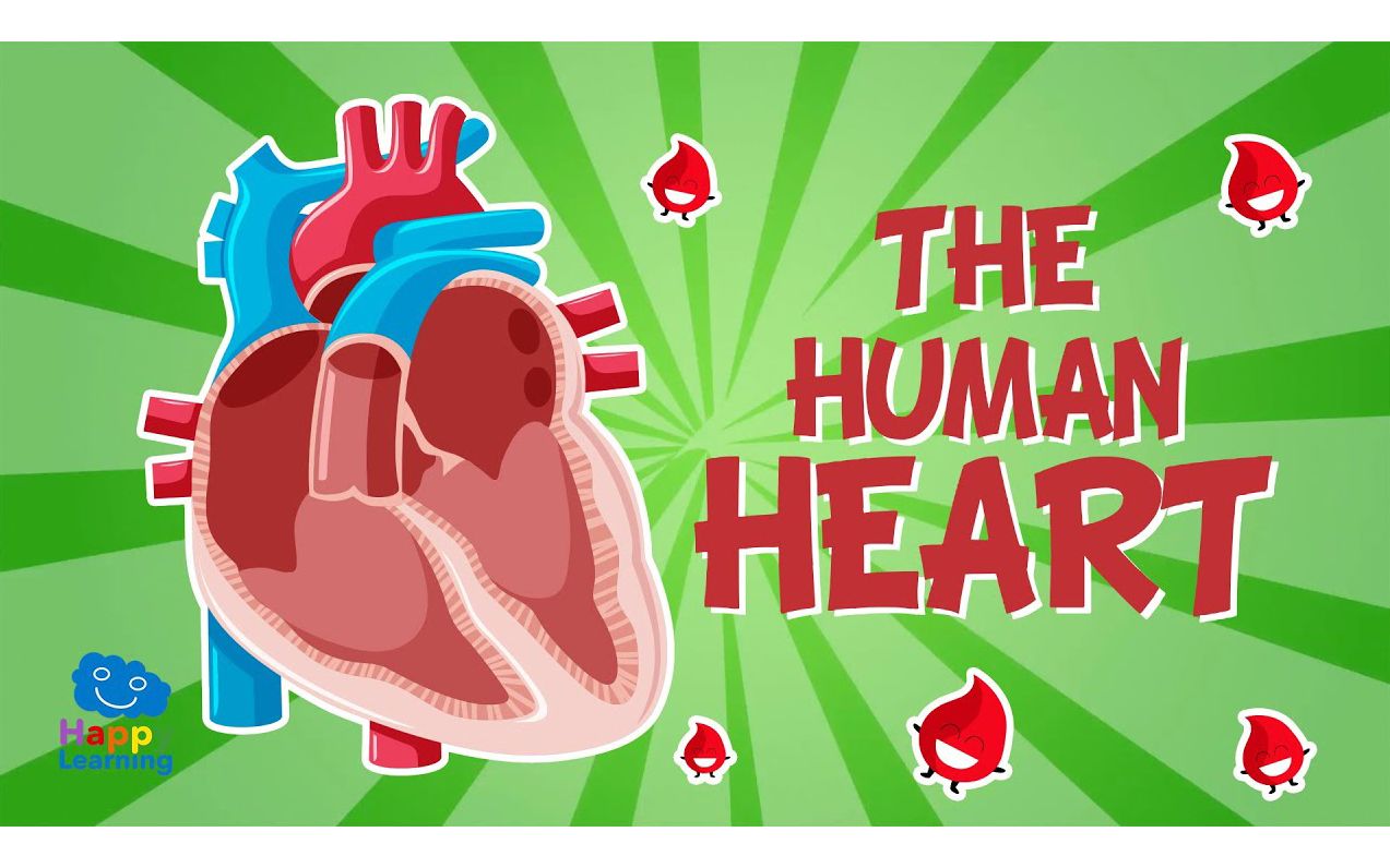 The Human Body： The Heart ｜ Educational Videos For Kids