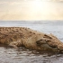 鳄鱼的历史--淡水中永恒不倒的霸主