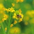 小蜜蜂与油菜花 春日治愈系空镜头素材
