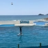 鸭川海洋馆的海豚和路人的一言一语