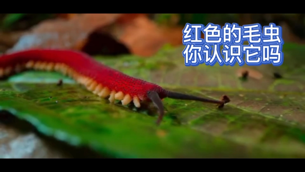 来自热带雨林,天鹅绒虫是一种像丝绸般爬行的红色毛虫,它通过分泌粘液
