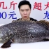 2030买一条全市场最大的珍珠龙胆石斑鱼，30几斤重，一个人按不住