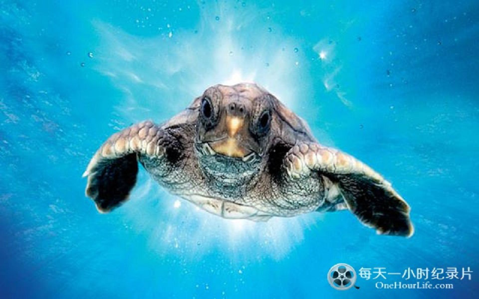 海龟奇妙之旅《在海里飞翔 turtle the incredible journey》英语中