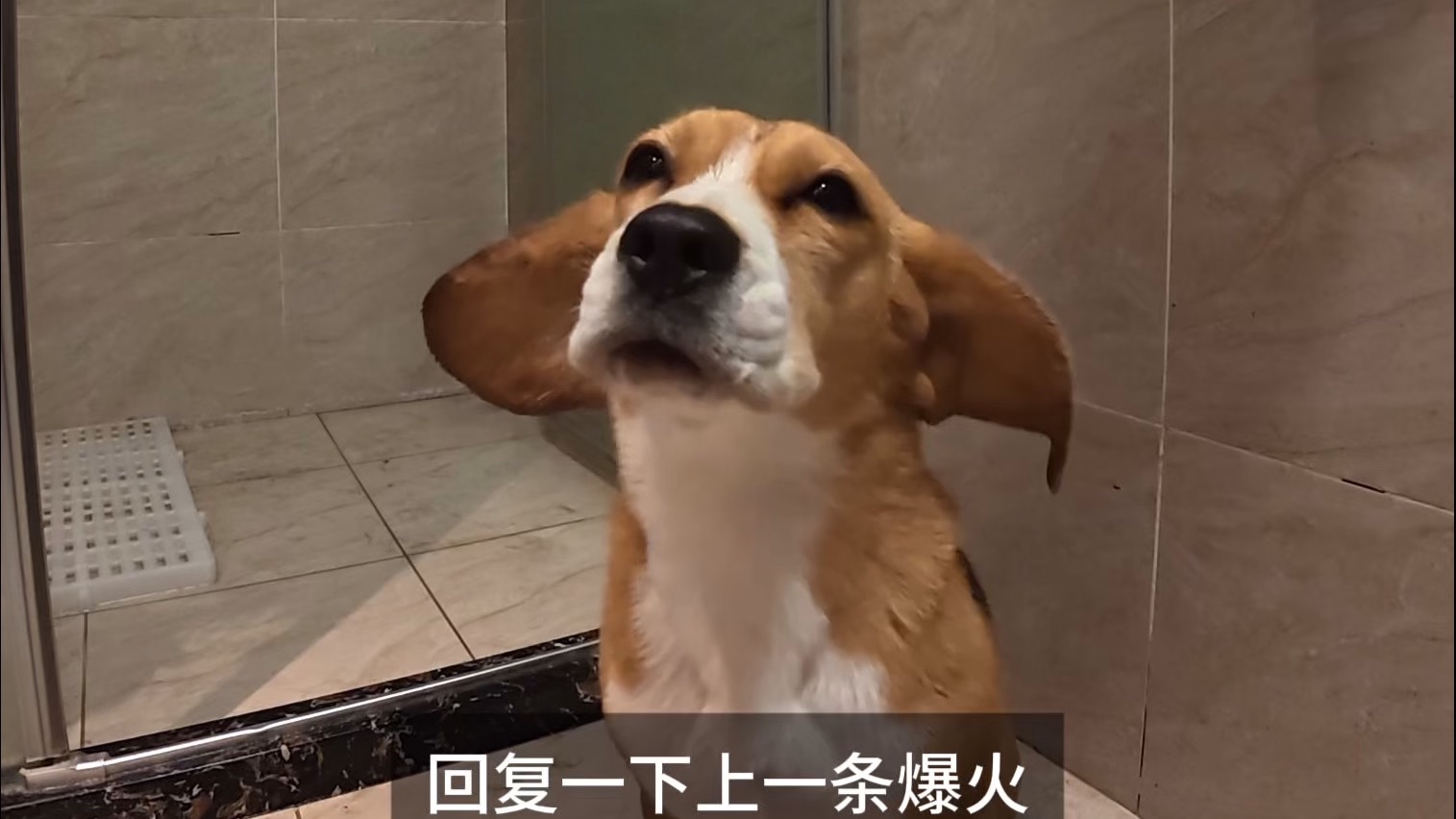 喜欢上比格犬刘不怕？那太正常了