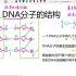 【高中生物】必修二｜DNA分子的结构
