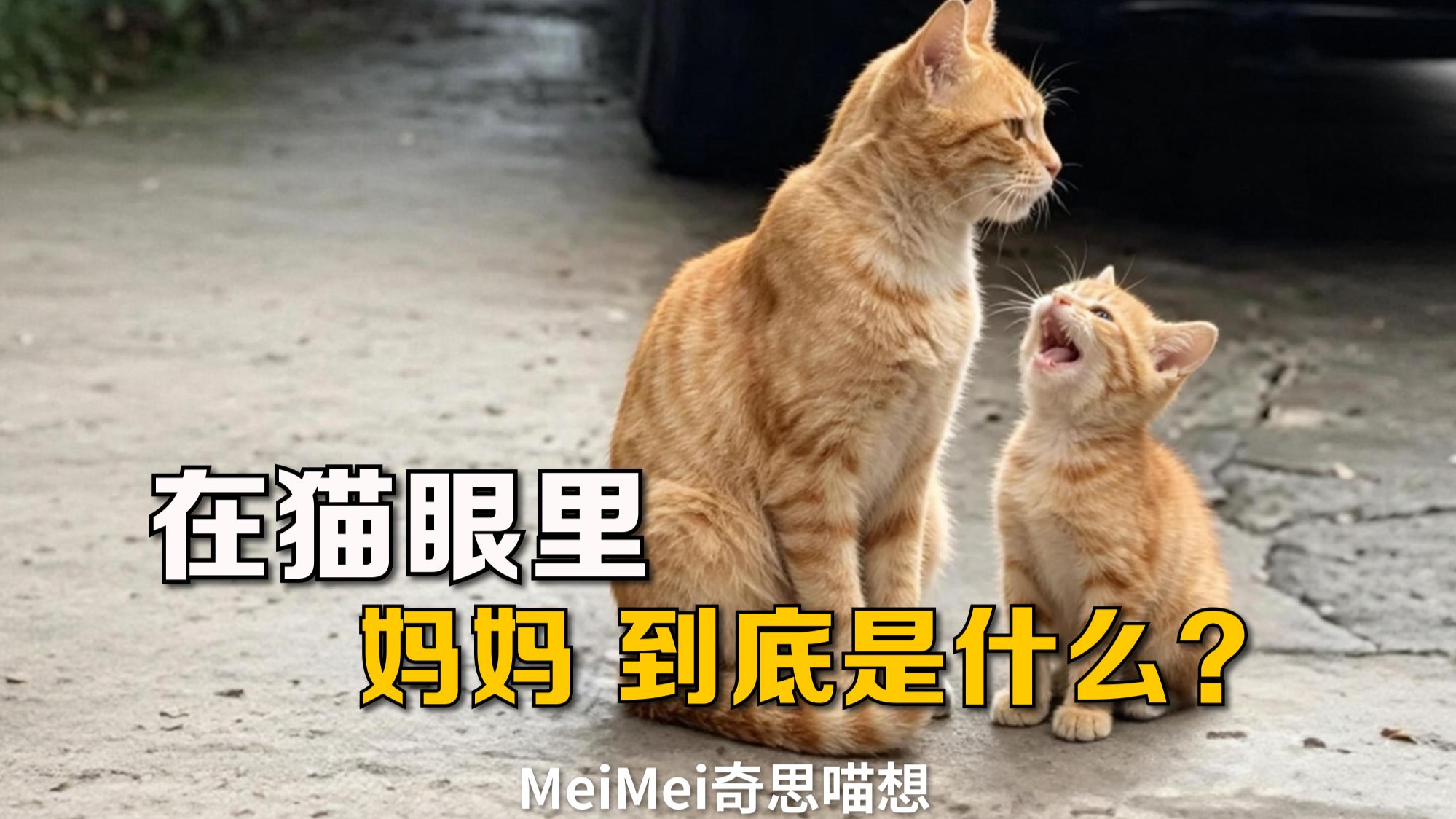 你家猫会不会认为你是妈妈？这期就从猫咪的视角出发，聊聊“妈妈”这个词。