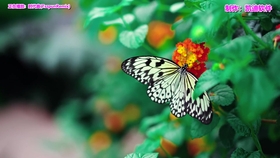 蓝莲花最好听的版本 6e2fdaf9a3f48ac888cf1b700fb7309eee72bcce.jpg@280w_158h_1c_100q.jpg