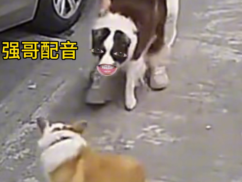 边牧:我看你是分不清大小王了#搞笑配音 #狗狗 #萌宠