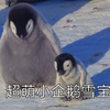 【小企鹅】超可爱企鹅宝宝第一次交朋友！企鹅这么可爱，不如我们
