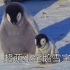 【小企鹅】超可爱企鹅宝宝第一次交朋友！企鹅这么可爱，不如我们......